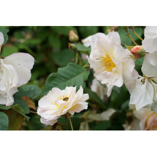 Rosier ancien - Pénélope - ©Roses Guillot®