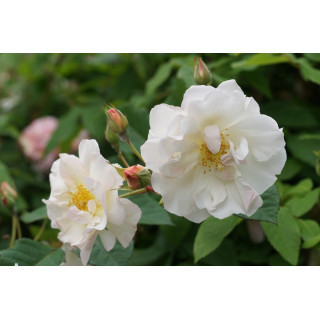 Rosier ancien - Pénélope - ©Roses Guillot®