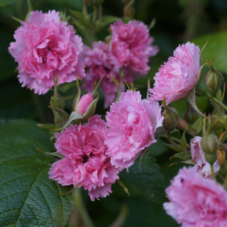 Rosier ancien - Pink Grootendorst - ©Roses Guillot®