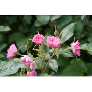 Rosier ancien - Pink Grootendorst - ©Roses Guillot®