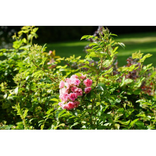 Rosier ancien - Pink Grootendorst - ©Roses Guillot®