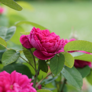 Rosier ancien - Rose de Rescht - ©Roses Guillot®