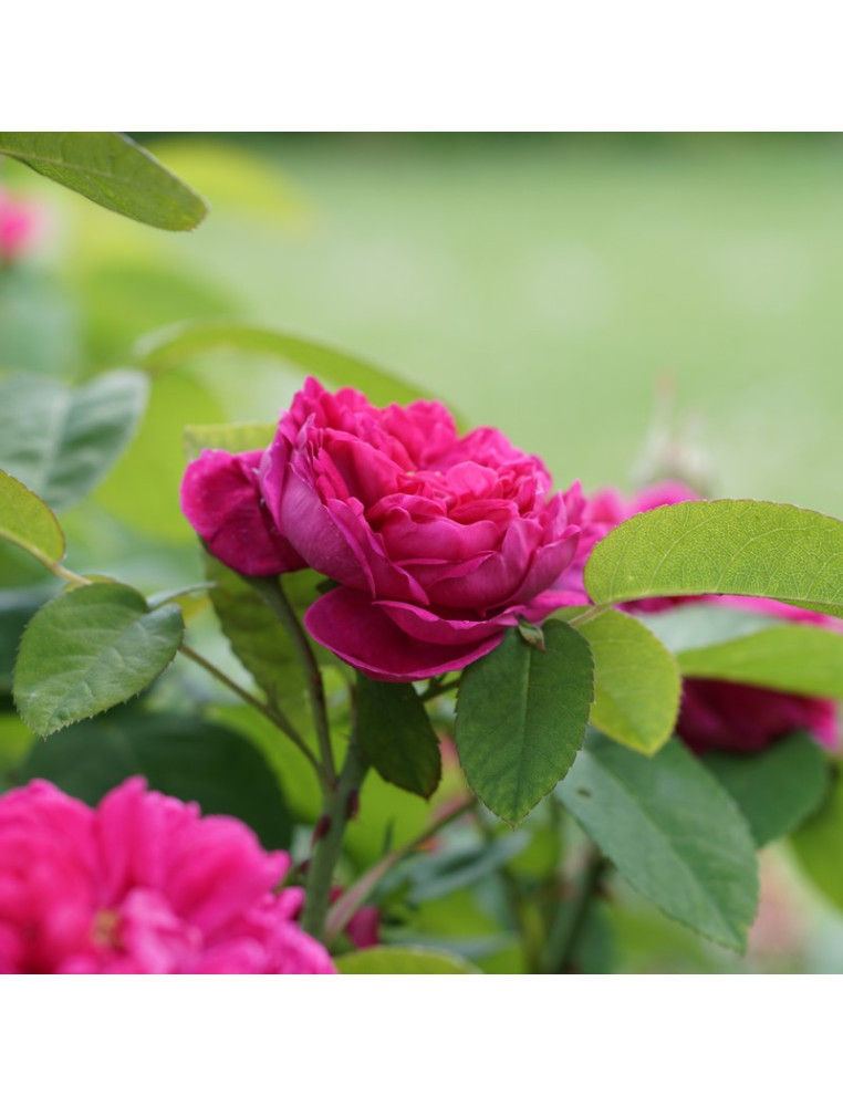 Rosier ancien - Rose de Rescht - ©Roses Guillot®