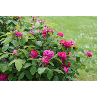 Rosier ancien - Rose de Rescht - ©Roses Guillot®