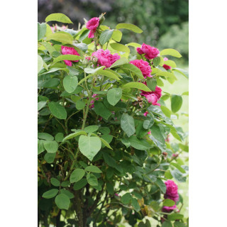 Rosier ancien - Rose de Rescht - ©Roses Guillot®