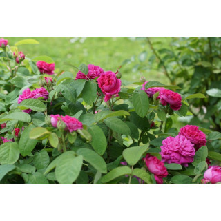 Rosier ancien - Rose de Rescht - ©Roses Guillot®
