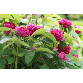Rosier ancien - Rose de Rescht - ©Roses Guillot®