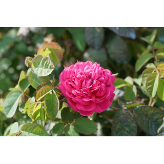 Rosier ancien - Rose de Rescht - ©Roses Guillot®