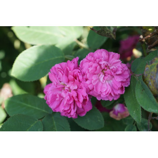 Rosier ancien - Rose de Rescht - ©Roses Guillot®