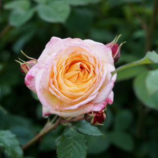 Rosier Générosa® - Rosomane Janon - ©Roses Guillot®