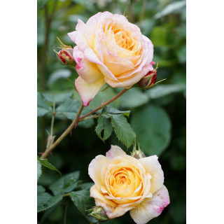 Rosier Générosa® - Rosomane Janon - ©Roses Guillot®