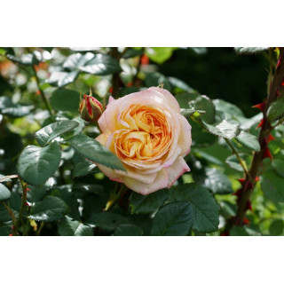 Rosier Générosa® - Rosomane Janon - ©Roses Guillot®