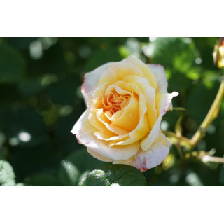 Rosier Générosa® - Rosomane Janon - ©Roses Guillot®