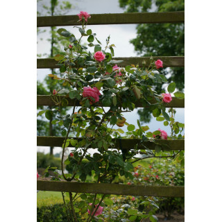 Rosier grimpant Guillot® - Social Climber