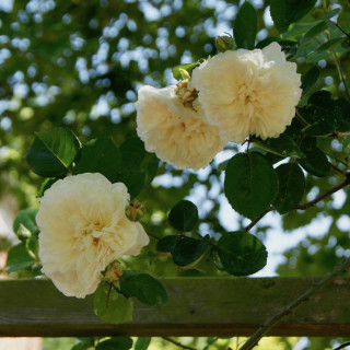Rosier ancien grimpant - Sombreuil - ©Roses Guillot®
