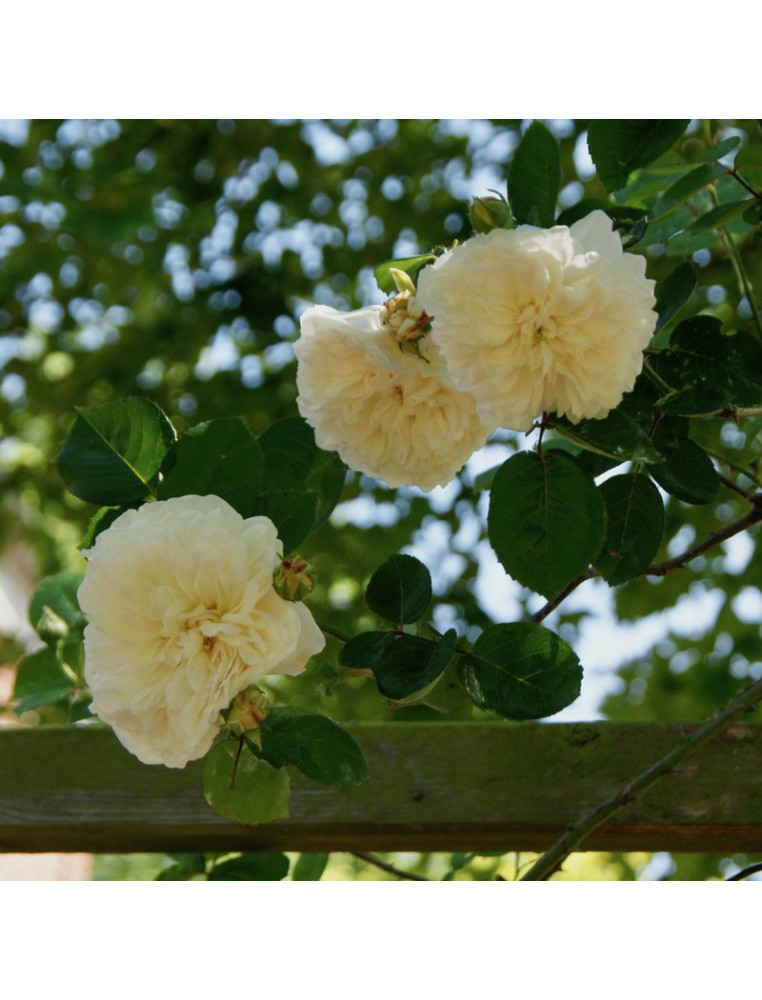 Rosier ancien grimpant - Sombreuil - ©Roses Guillot®