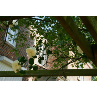 Rosier ancien grimpant - Sombreuil - ©Roses Guillot®