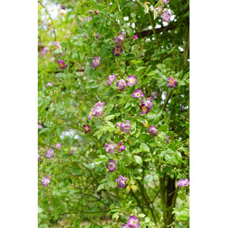 Rosier liane ancien - Veilchenblau - ©Roses Guillot®