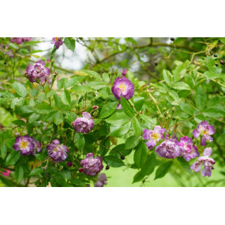 Rosier liane ancien - Veilchenblau - ©Roses Guillot®