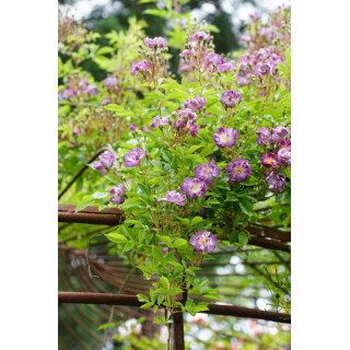 Rosier liane ancien - Veilchenblau - ©Roses Guillot®