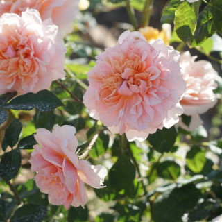 Rosiers Générosa® - Versigny - ©Roses Guillot®
