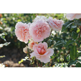 Rosiers Générosa® - Versigny - ©Roses Guillot®