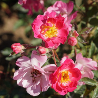 Rosier Terre des Roses® - Watermelon Ice - ©Roses Guillot®