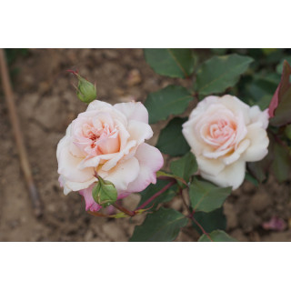 Rosiers Anciens Guillot® - Mme Falcot - ©Roses Guillot®