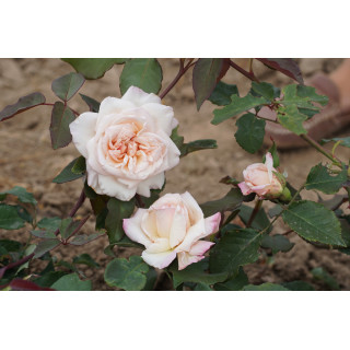 Rosiers Anciens Guillot® - Mme Falcot - ©Roses Guillot®