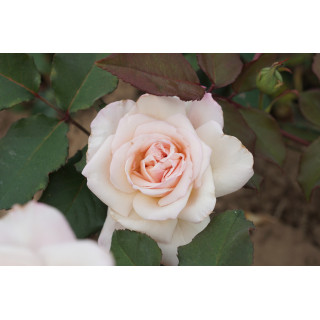Rosiers Anciens Guillot® - Mme Falcot - ©Roses Guillot®
