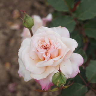 Rosiers Anciens Guillot® - Mme Falcot - ©Roses Guillot®
