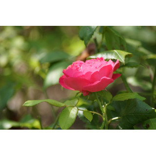Rosier ancien Guillot - Baron J.B. Gonella - ©Roses Guillot®