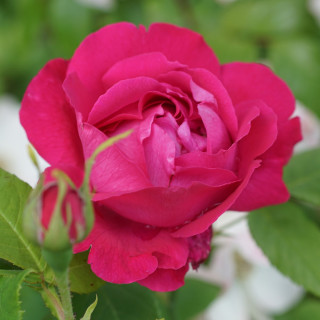Rosier ancien Guillot - Baron J.B. Gonella - ©Roses Guillot®