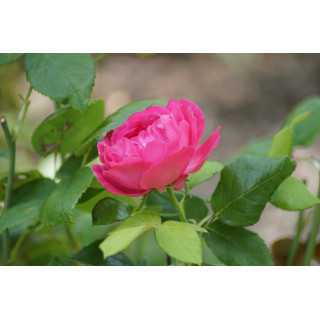 Rosier ancien Guillot - Baron J.B. Gonella - ©Roses Guillot®