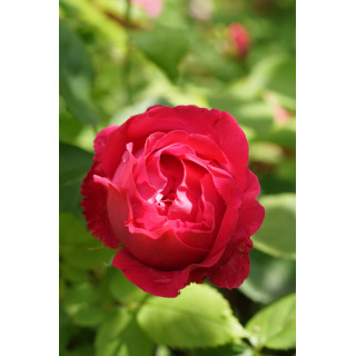 Rosier ancien Guillot - Baron J.B. Gonella - ©Roses Guillot®