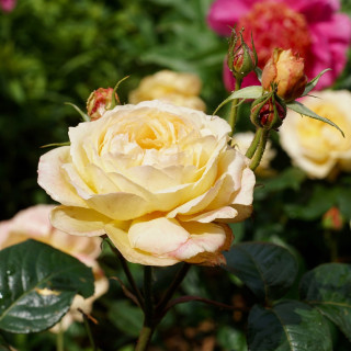 Rosier Guillot® Générosa® - Rosier Gene Tierney - ©Roses Guillot®  