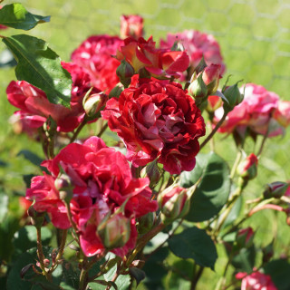 Rosier Générosa® - Guy Darmet - ©Roses Guillot®