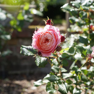 Rosier Générosa® - Prix P.J. Redouté - ©Roses Guillot®