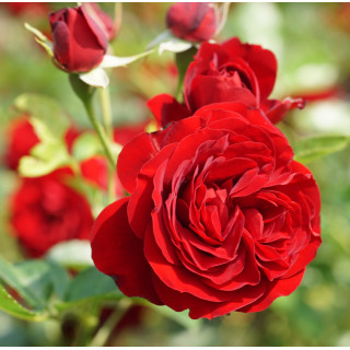 Rosier Terre des Roses® -  Rose Brouilly - ©Roses Guillot®