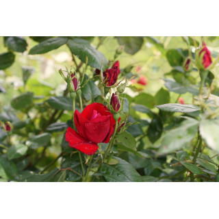 Rosier Terre des Roses® - Rouge de Chamagnieu - ©Roses Guillot®