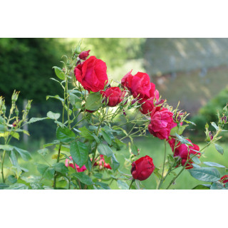 Rosier Terre des Roses® - Rouge de Chamagnieu - ©Roses Guillot®