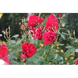 Rosier Terre des Roses® - Rouge de Chamagnieu - ©Roses Guillot®