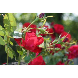 Rosier Terre des Roses® - Rouge de Chamagnieu - ©Roses Guillot®