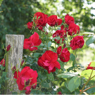 Rosier Terre des Roses® - Rouge de Chamagnieu - ©Roses Guillot®
