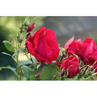 Rosier Terre des Roses® - Rouge de Chamagnieu - ©Roses Guillot®