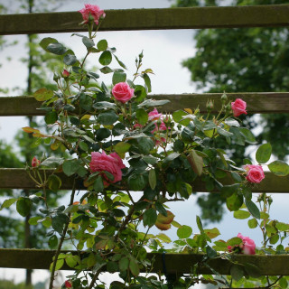 Rosier grimpant Guillot® - Social Climber