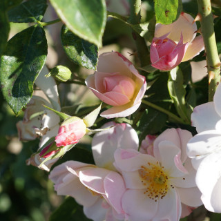 Rosier ancien - Sourire d'Orchidée - ©Roses Guillot®
