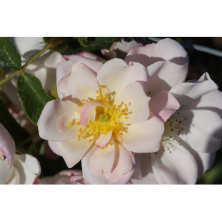 Rosier ancien - Sourire d'Orchidée - ©Roses Guillot®