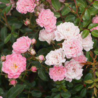 Rosier ancien - Féérie / The Fairy