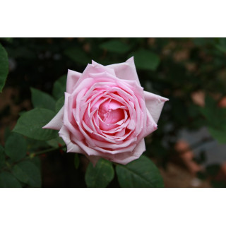 Rosier ancien Guillot® - La France - ©Roses Guillot®